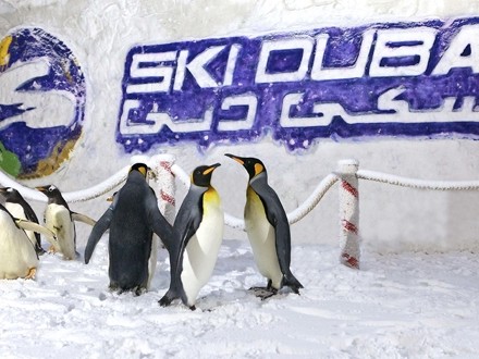 Ski_Dubai-PKG-7